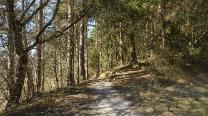 Ein Stück durch den Wald
