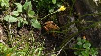 Frosch