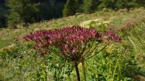 Viele Blumen