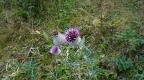 Distel