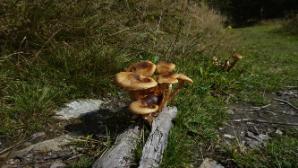 Pilze