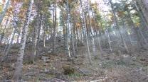 Wald und Forstreste