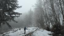 Im Wald aufwärts