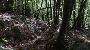 Ein Stück durch den Wald
