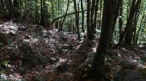 Ein Stück durch den Wald