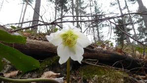 Frühling kommt bald