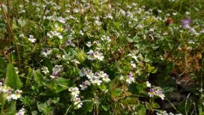 Blumen am Weg