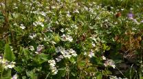 Blumen am Weg