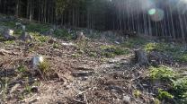 In Richtung Wald