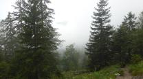 Wald und Nebel