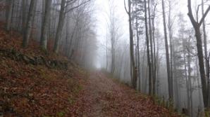 Kein Licht am Ende der Bäume