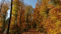 Im Wald aufwärts