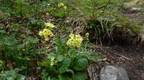 Blümchen im Anstieg