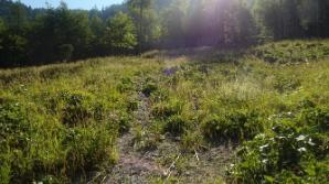 Hier über die Wiese abgebogen