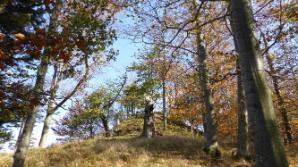 Auf und Ab im Wald