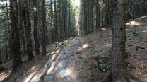 Durch den Wald