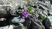 Blumen am Weg