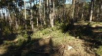 Baumschnitt am Wanderweg. Hauptsache die Straße ist frei.