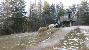 Lamawandertag am Bromberg