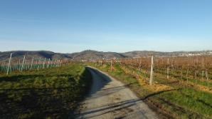 Rückweg durch die Weinberge