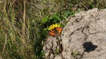 Schmetterling