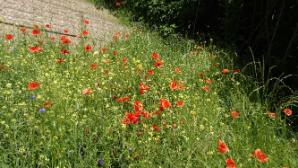 Blumen im Ort