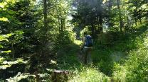 Waldwege