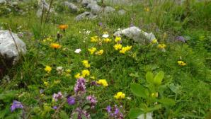 Blumen am Weg