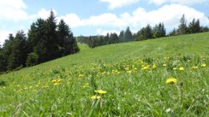 Über die Schiwiese Richtung Gipfel