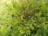 Viele Heidelbeeren