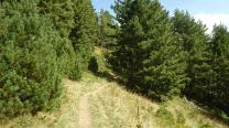 Wege