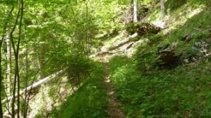 Wieder im Wald