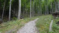 Am Weg zum Steig