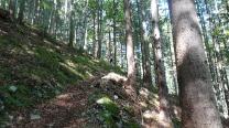 Anstieg im Wald