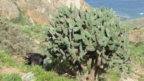 Kaktus mit Ziege