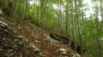 Waldweg