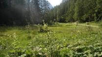 Grüner See