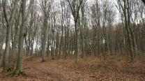 In den Buchenwald