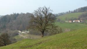 Tour 3: Ein Baum