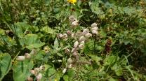 Blumen