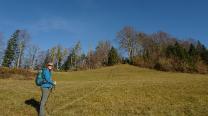 Wald und Wiesen