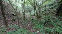 Über die Wiese und hinauf in den Wald auf den Steig