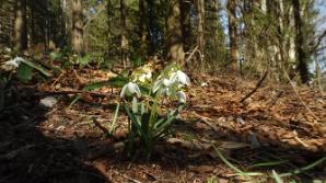 Schneeblumen