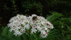 Blumen