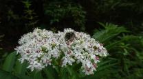 Blumen