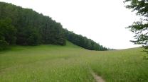 Über die Wiese