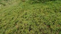 Heidelbeeren