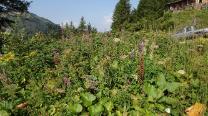 Grünzeug bei der Knappensteig Alm