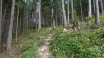 Aufwärts im Wald