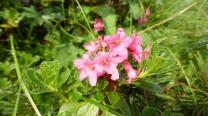 Almrausch (Bewimperte Alpenrose)